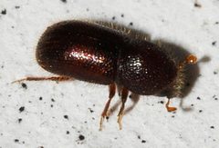 Coccotrypes-01-fws by Francisco Welter-Schultes. Used under a CC0 license.