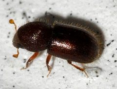 Coccotrypes-02-fws by Francisco Welter-Schultes. Used under a CC0 license.
