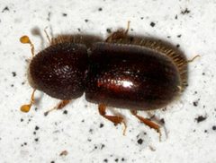 Coccotrypes-03-fws by Francisco Welter-Schultes. Used under a CC0 license.