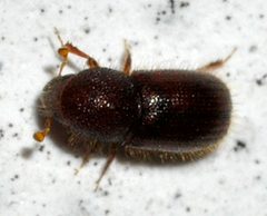 Coccotrypes-04-fws by Francisco Welter-Schultes. Used under a CC0 license.