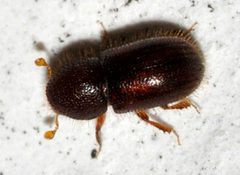 Coccotrypes-05-fws by Francisco Welter-Schultes. Used under a CC0 license.