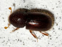 Coccotrypes-06-fws by Francisco Welter-Schultes. Used under a CC0 license.