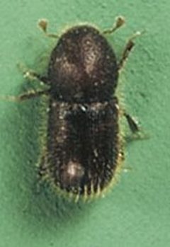 Coccotrypes dactyliperda 1 by Simmons, Perez, and Howard D. Nelson. Used under a Public domain license.
