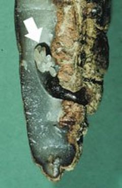 Coccotrypes dactyliperda 2 by Simmons, Perez, and Howard D. Nelson. Used under a Public domain license.