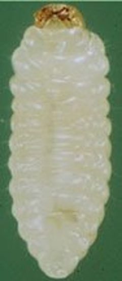 Coccotrypes dactyliperda 3 by Simmons, Perez, and Howard D. Nelson. Used under a Public domain license.
