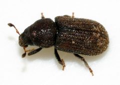 Hylurgops-palliatus-01-fws by Francisco Welter-Schultes. Used under a CC0 license.