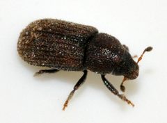 Hylurgops-palliatus-03-fws by Francisco Welter-Schultes. Used under a CC0 license.