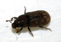 Hylurgops-palliatus-04-fws by Francisco Welter-Schultes. Used under a CC0 license.