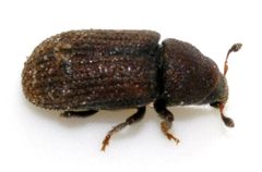 Hylurgops-palliatus-05-fws by Francisco Welter-Schultes. Used under a CC0 license.