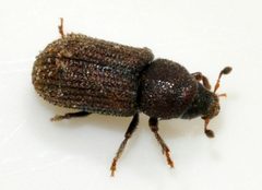 Hylurgops-palliatus-07-fws by Francisco Welter-Schultes. Used under a CC0 license.