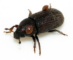Hylurgops-palliatus-10-fws by Francisco Welter-Schultes. Used under a CC0 license.