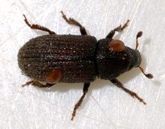Hylurgops-palliatus-11-fws by Francisco Welter-Schultes. Used under a CC0 license.