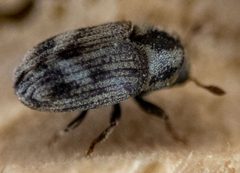 Hylesinus aculeatus 267679413 by Randy A Nonenmacher. Used under a CC BY 4.0 license.