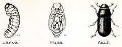Lifestages western pine beetle 1934 Dendroctonus brevicomis by de Young. Used under a Public domain license.