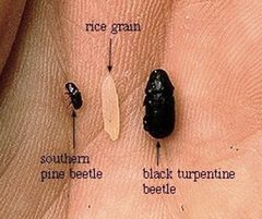 Pine beetle 1 - Flickr - USDAgov by U.S. Department of Agriculture. Used under a CC BY 2.0 license.