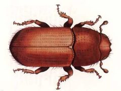 Pine beetle 2 - Flickr - USDAgov by U.S. Department of Agriculture. Used under a Public domain license.