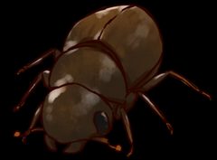 201612 dendroctonus ponderosae by DataBase Center for Life Science (DBCLS). Used under a CC BY 4.0 license.