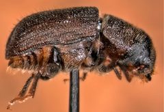 Dendroctonus ponderosae f11060656 2a by Javier E. Mercado. Used under a CC BY 4.0 license.