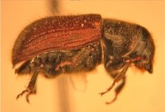 Dendroctonus rufipennis f11060656 2b by Javier E. Mercado. Used under a CC BY 4.0 license.