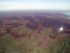 Spruce bark beetle kill burned area after fire by U.S. Fish and Wildlife Service. Used under a Public domain license.
