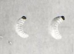 C1926Dendroctonus brevicomis by R6, State &amp; Private Forestry, Forest Health Protection. Used under a Public domain license.