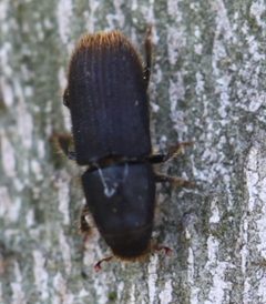 2020 03 20 Hylurgus ligniperda0 by Slimguy. Used under a CC BY 4.0 license.