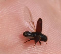 2020 03 20 Hylurgus ligniperda4 by Slimguy. Used under a CC BY 4.0 license.