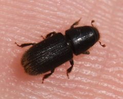2020 03 20 Hylurgus ligniperda5 by Slimguy. Used under a CC BY 4.0 license.
