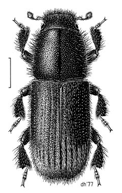 COLE Curculionidae Hylurgus ligniperda by Desmond W. Helmore
. Used under a CC BY 4.0 license.
