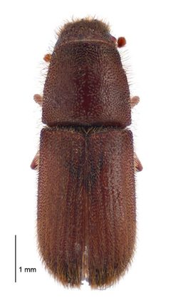 Hylurgus ligniperda dorsal by Landcare Research New Zealand Ltd.. Used under a CC BY 4.0 license.