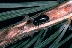 Common pine shoot beetle by J. E. Appleby, U.S. Fish and Wildlife Service. Used under a Public domain license.
