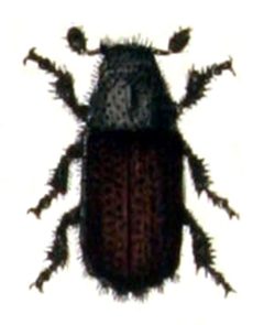 Tomicus.piniperda.-.calwer.30.09 by Emil Hochdanz
. Used under a Public domain license.