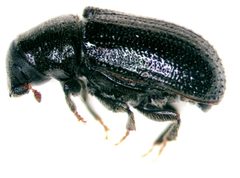 Tomicus piniperda2 by Pennsylvania Department of Conservation and Natural Resources - Forestry Archive. Used under a CC BY 3.0 us license.