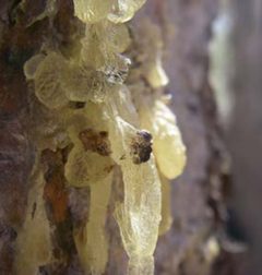 Sap-Globs by G. Baker. Used under a Public domain license.