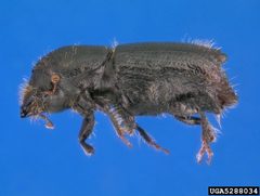 Ips emarginatus by Erich G. Vallery, USDA Forest Service, Bugwood.org. Used under a CC BY 3.0 license.