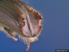 Ips emarginatus posterior by Erich G. Vallery, USDA Forest Service, Bugwood.org. Used under a CC BY 3.0 license.