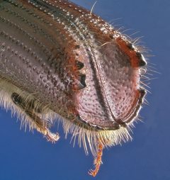 Ips emarginatus posterior crop by Erich G. Vallery, USDA Forest Service, Bugwood.org. Used under a CC BY 3.0 license.