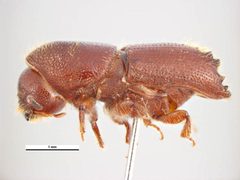 Ips grandicollis by Simon Hinkley &amp; Ken Walker, Museum Victoria. Used under a CC BY 3.0 au license.