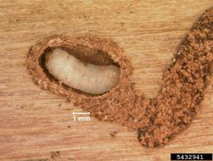 Ips grandicollis larva by Erich G. Vallery, USDA Forest Service, Bugwood.org. Used under a CC BY 3.0 license.