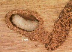 Ips grandicollis larva crop by Erich G. Vallery, USDA Forest Service, Bugwood.org. Used under a CC BY 3.0 license.