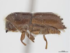 Ips paraconfusus by Sarah McCaffrey, Museum Victoria. Used under a CC BY 3.0 au license.