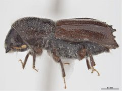 Ips perturbatus by Sarah McCaffrey, Museum Victoria. Used under a CC BY 3.0 au license.