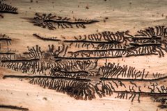 Ips perturbatus gallery by Edward H. Holsten, USDA Forest Service, Bugwood.org. Used under a CC BY 3.0 license.
