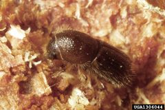 Ips pini adult in gallery by Ron Long, Simon Fraser University, Bugwood.org. Used under a CC BY 3.0 license.