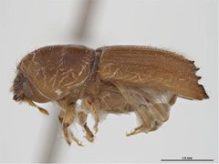 Ips plastographus by Sarah McCaffrey, Museum Victoria. Used under a CC BY 3.0 au license.