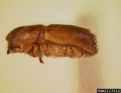 Orthotomicus erosus by Jim Stimmel, Pennsylvania Department of Agriculture, Bugwood.org. Used under a CC BY 3.0 license.