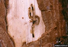 Orthotomicus erosus pine gallery by Francis Maugard, Département de la Santé des Forêts, Bugwood.org. Used under a CC BY 3.0 license.