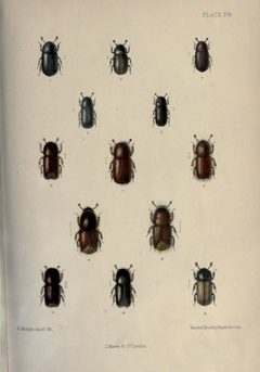 The coleoptera of the British Islands BHL22446312 by Fowler, William Weekes. Used under a Public domain license.
