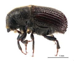 Phloeosinus cupressi lateral by Landcare Research New Zealand Ltd. Used under a CC BY 4.0 license.