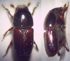 01f Scolytus mali Weibchen Imago 40fach von oben und rechts by Fdcgoeul. Used under a CC BY 3.0 license.